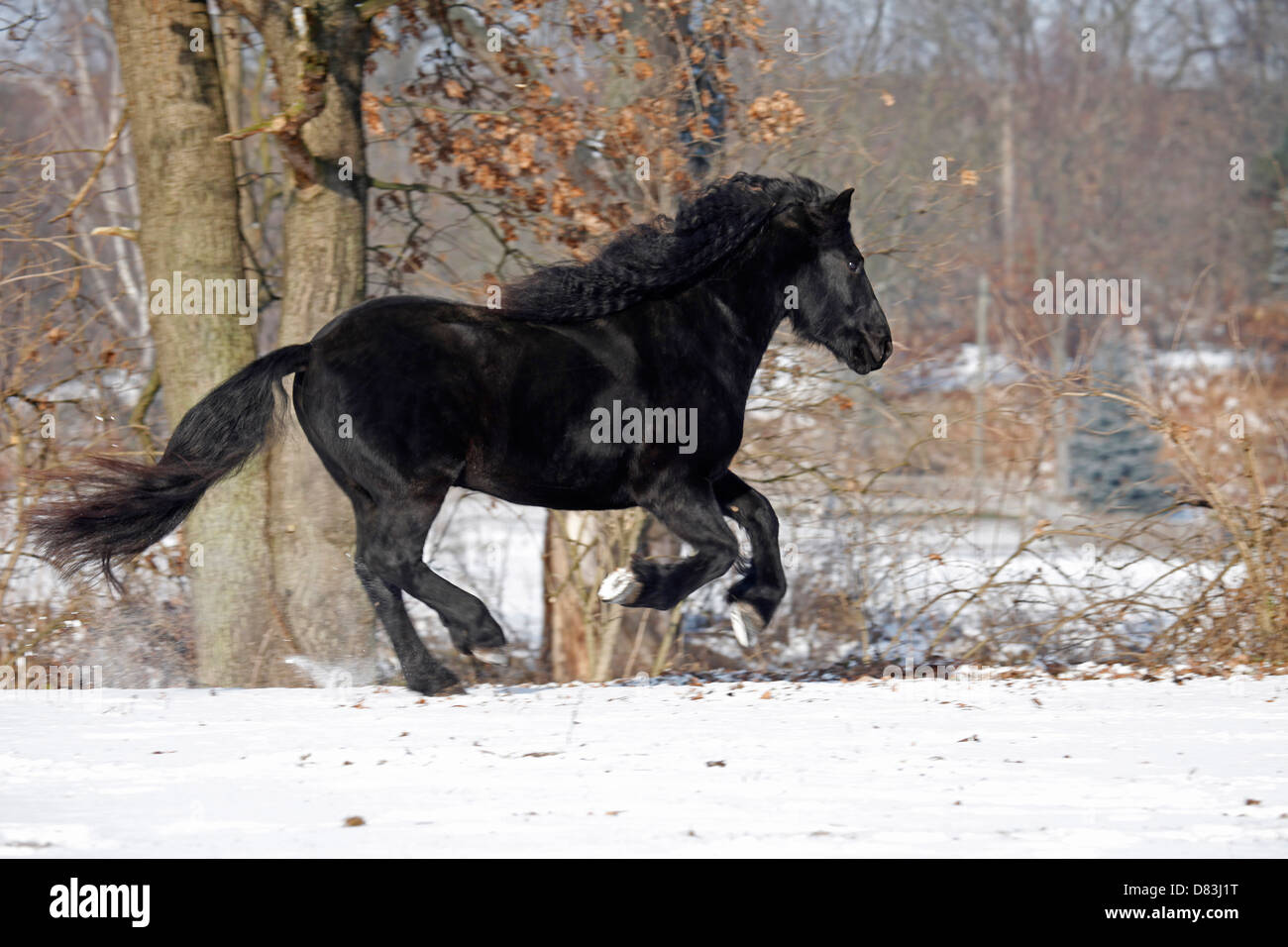 Cheval frison au galop Banque D'Images