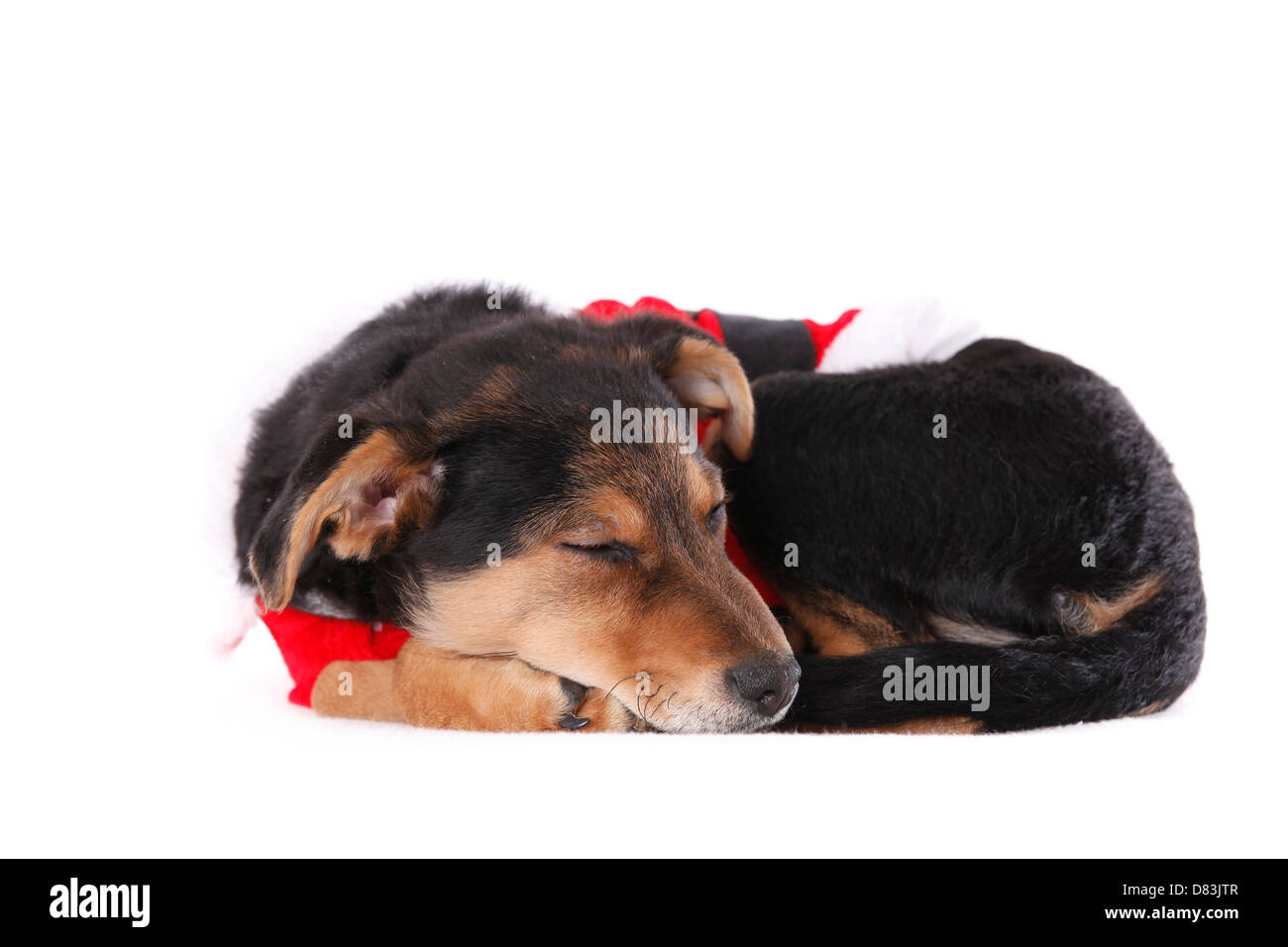 petit chien couché Banque D'Images