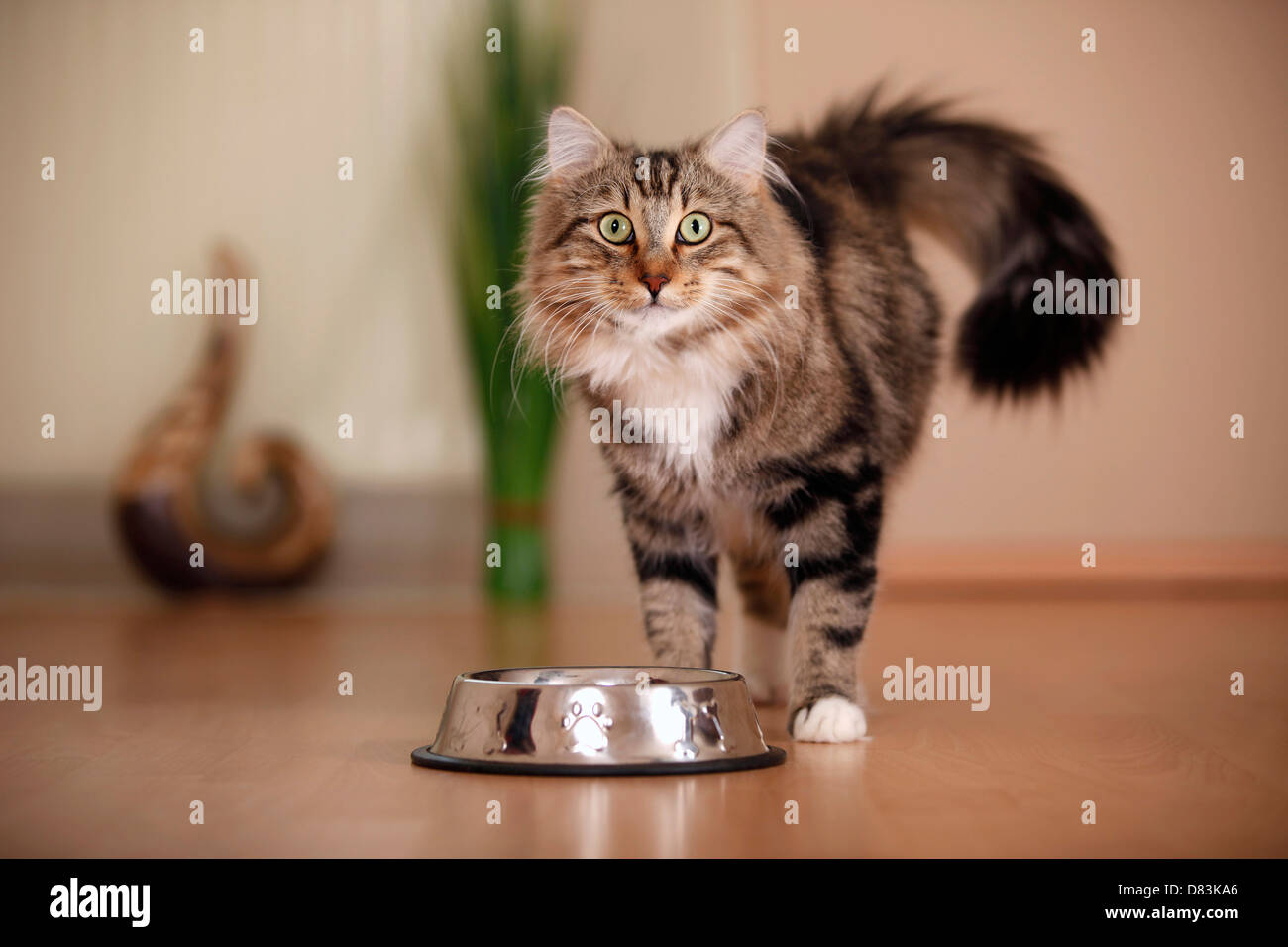 chat debout Banque D'Images