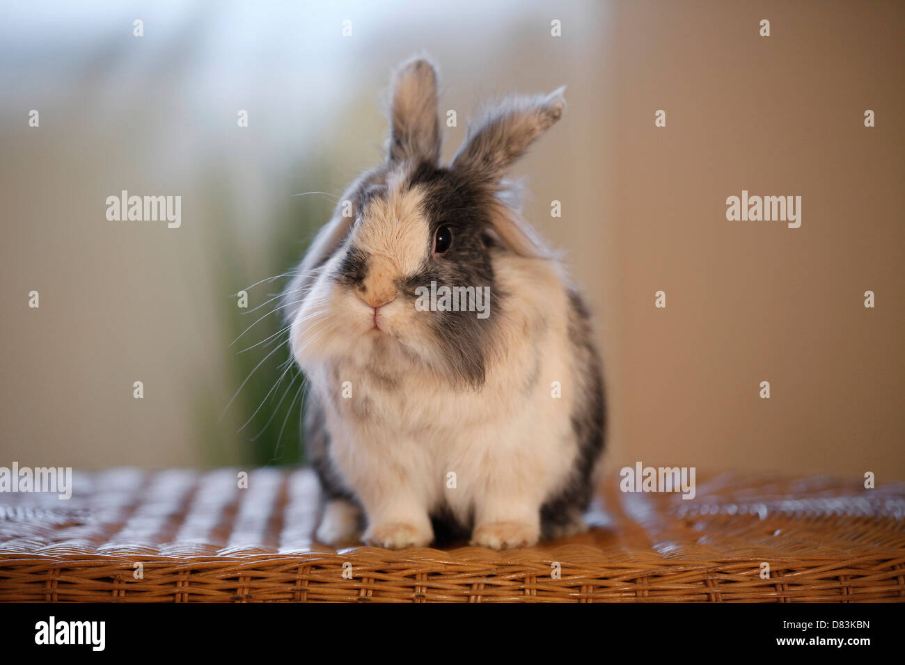 Lapin à tête de lion Banque D'Images