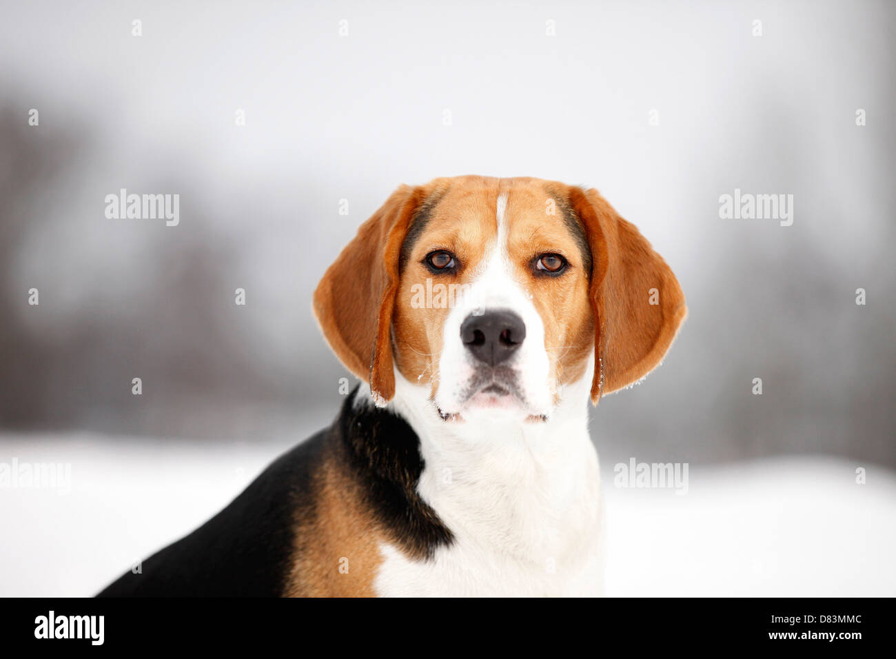 Portrait de Beagle Banque D'Images