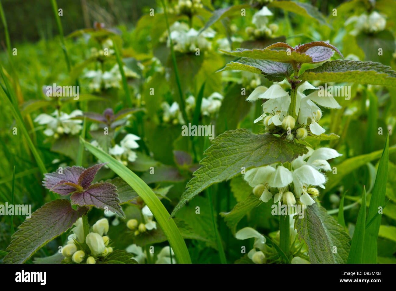 Lamium album, ortie blanche ou blanc dead-nettle Banque D'Images
