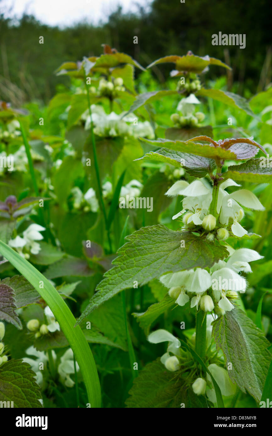 Lamium album, ortie blanche ou blanc dead-nettle Banque D'Images