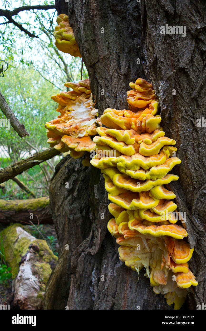 Champignon sur chariot Banque D'Images