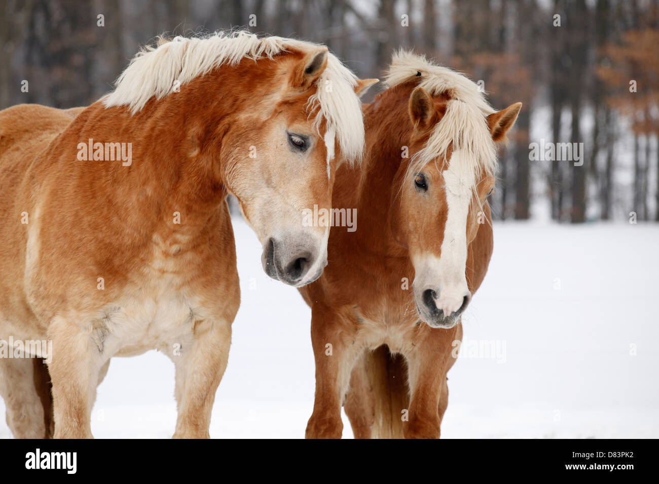Des chevaux Haflinger Banque D'Images