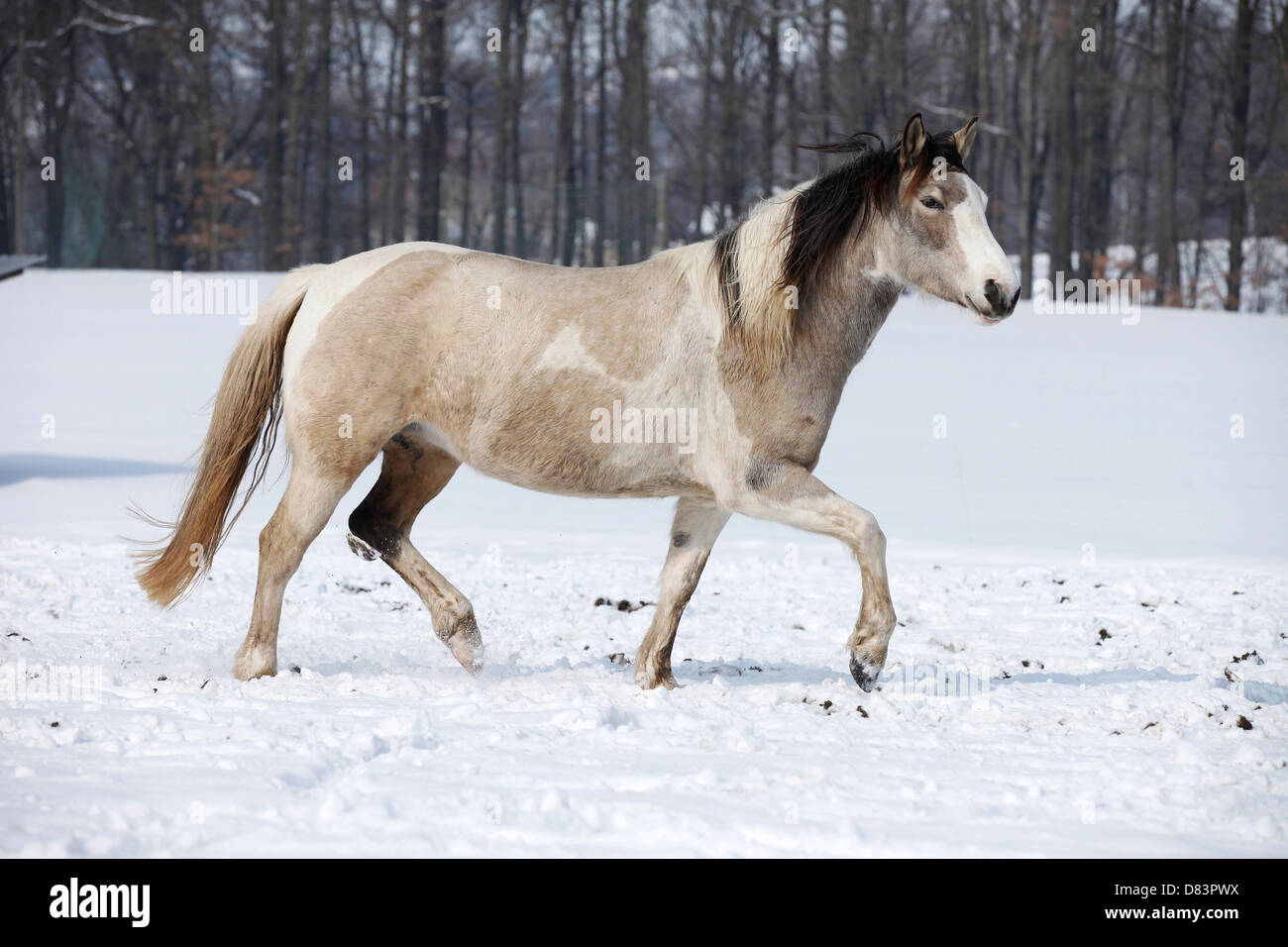 trot Pinto Banque D'Images