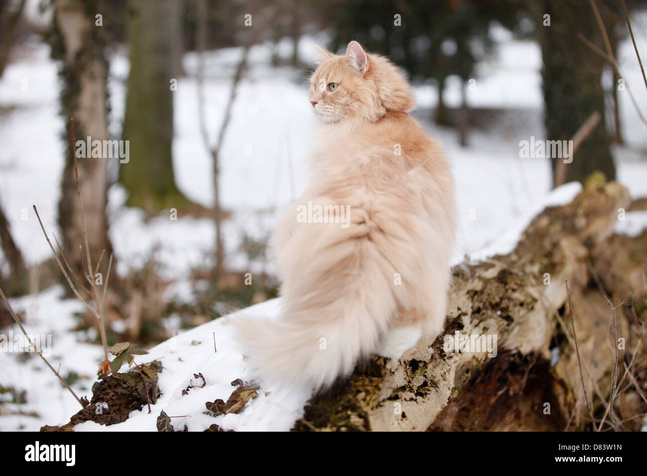 Chat Sibérien Banque D'Images