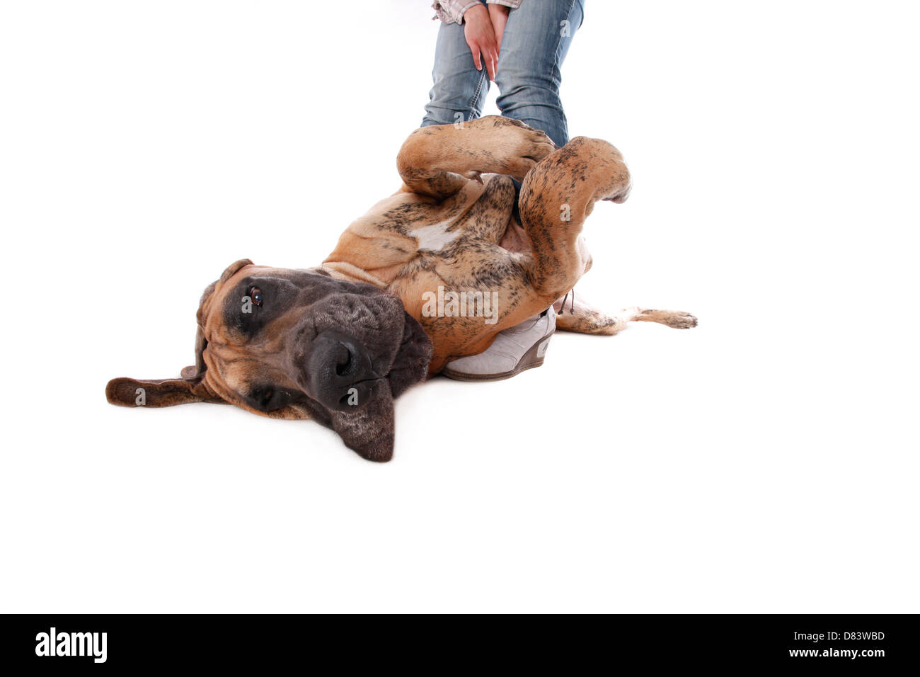 Situé Grand Danois Banque D'Images