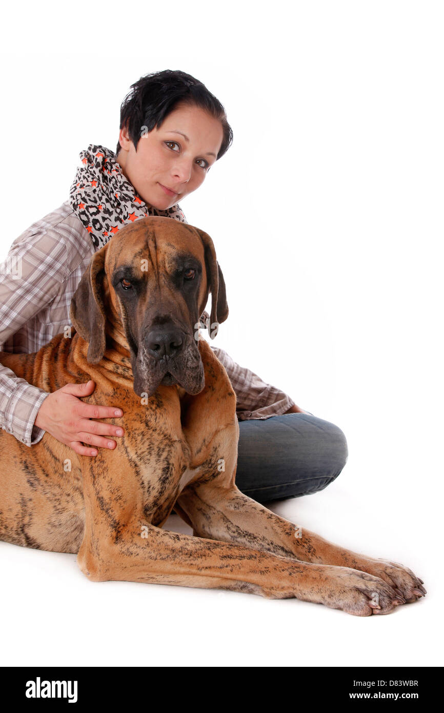 Situé Grand Danois Banque D'Images