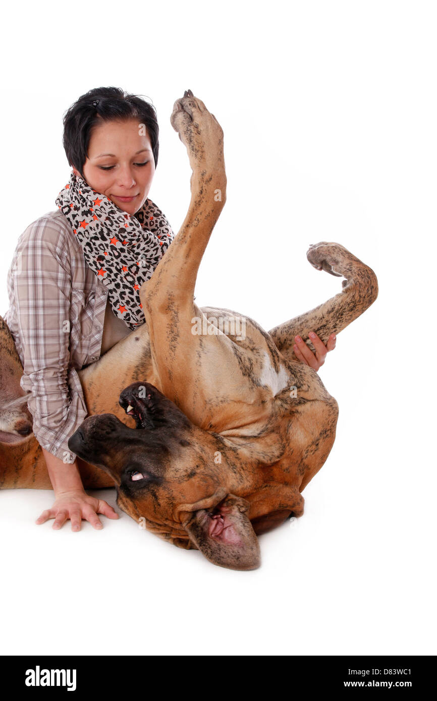 Situé Grand Danois Banque D'Images