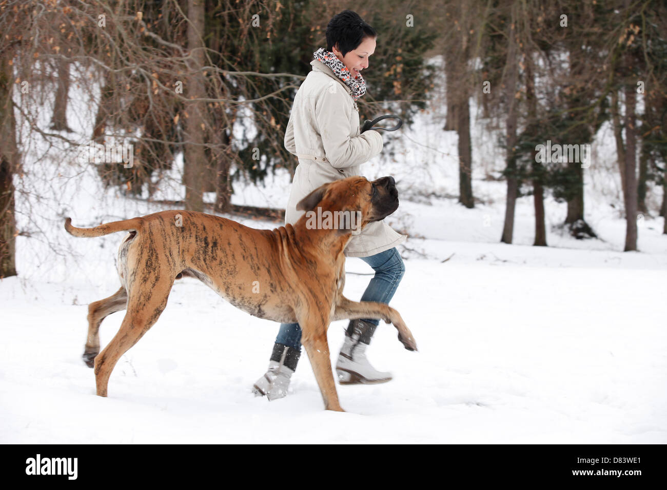 L'exécution de grand danois Banque D'Images