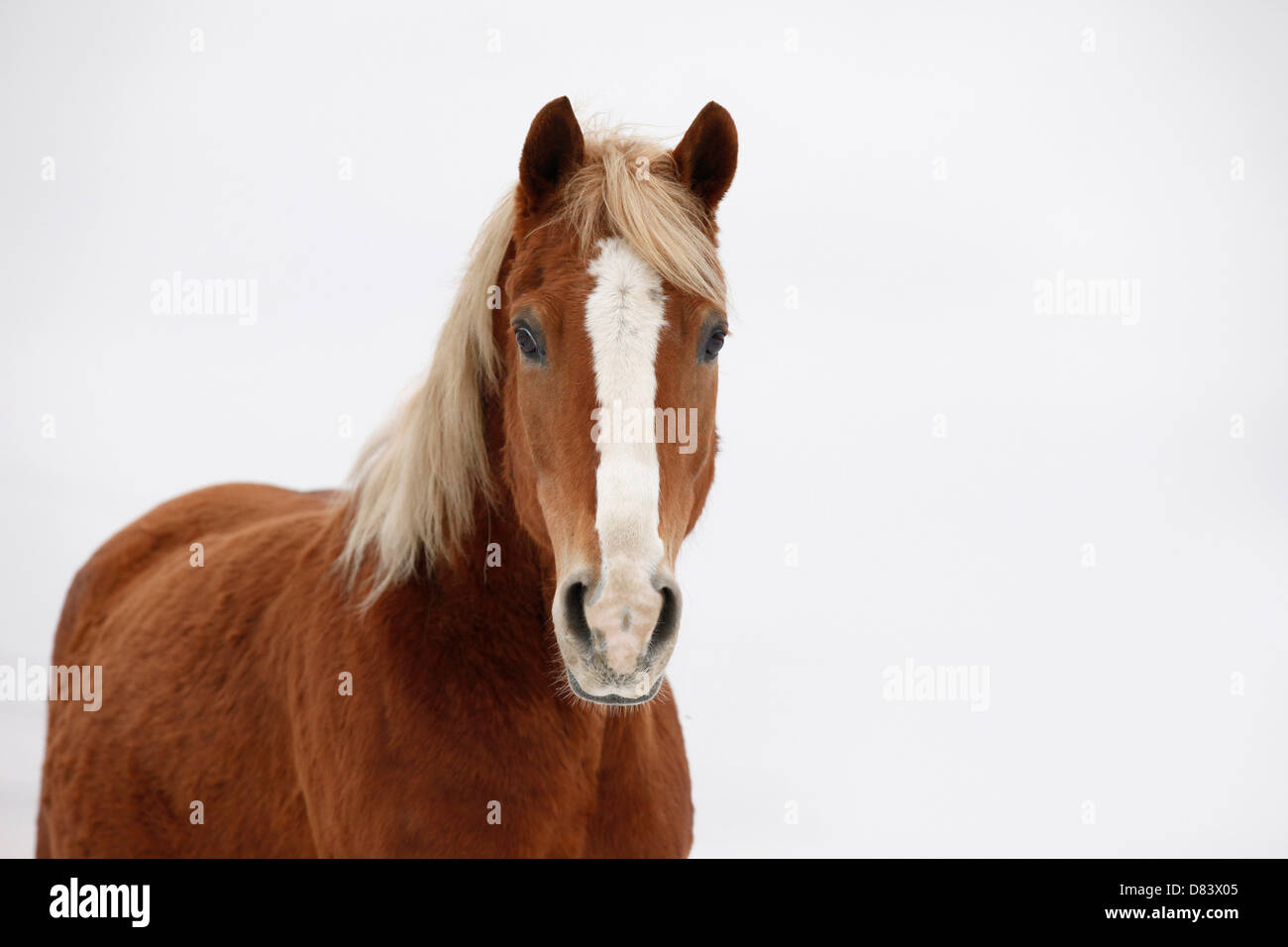 Akhal-Teke Banque D'Images