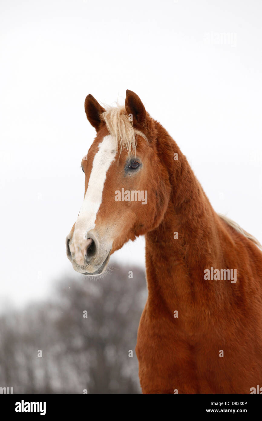 Akhal-Teke Banque D'Images