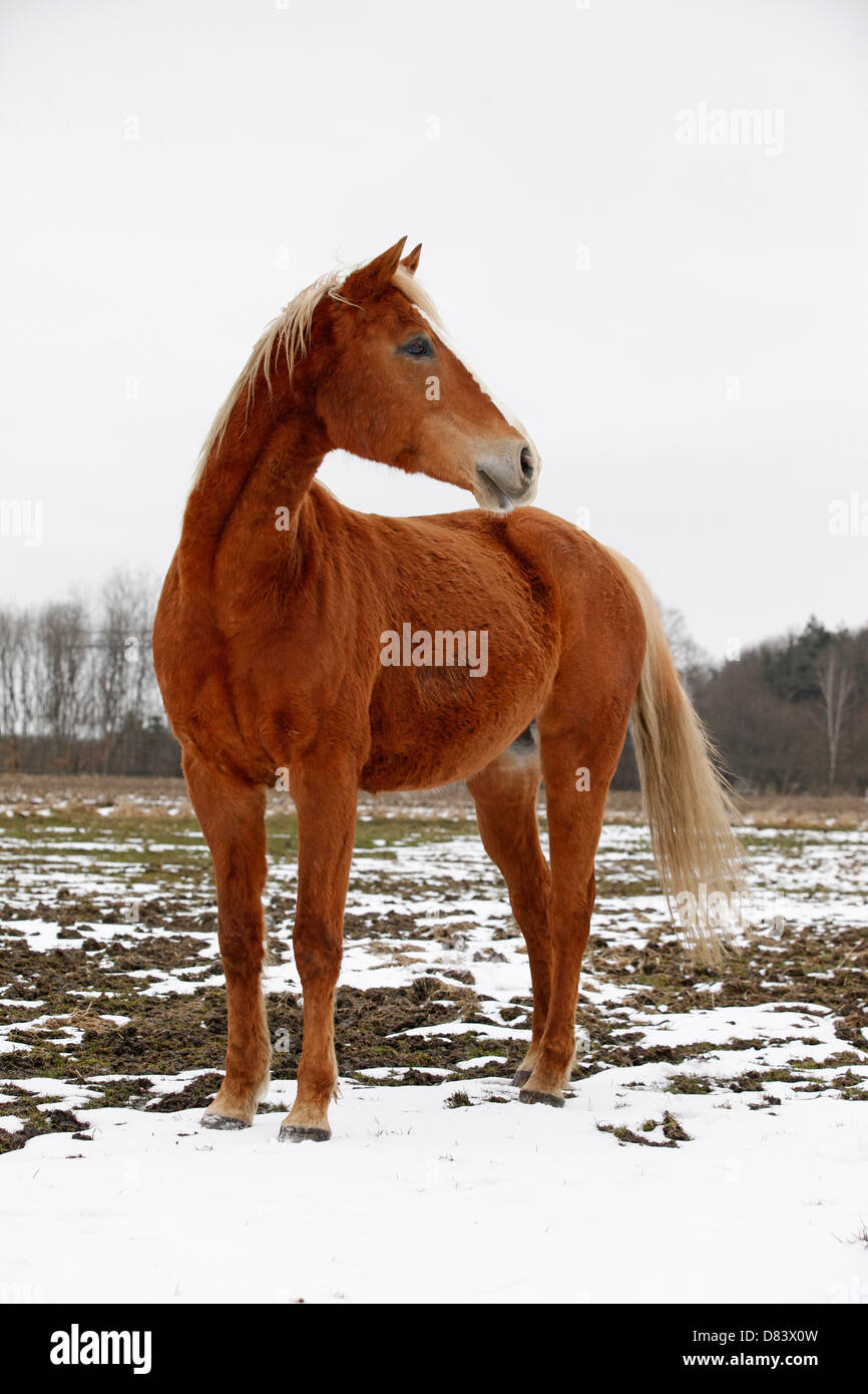 Akhal-Teke Banque D'Images