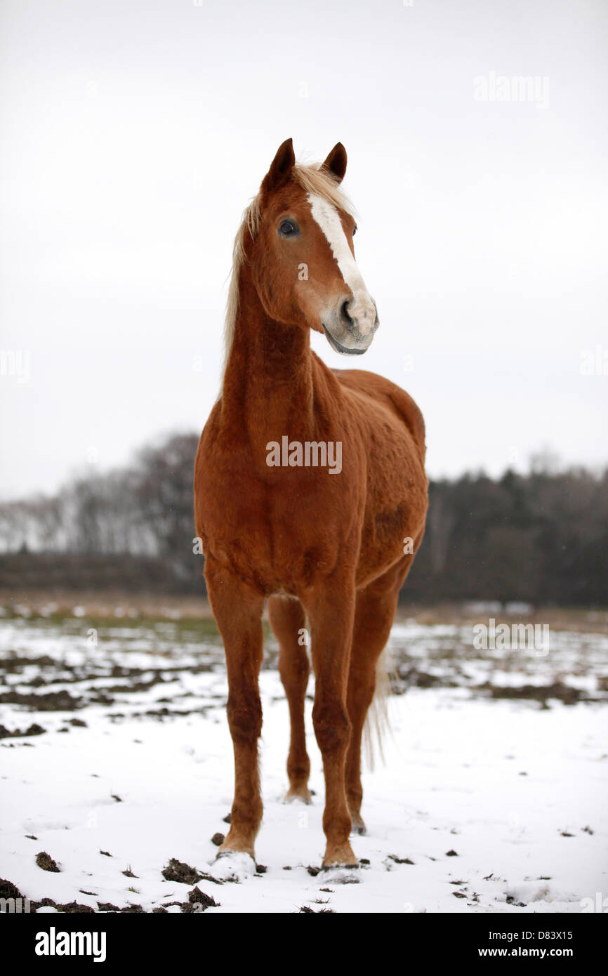 Akhal-Teke Banque D'Images