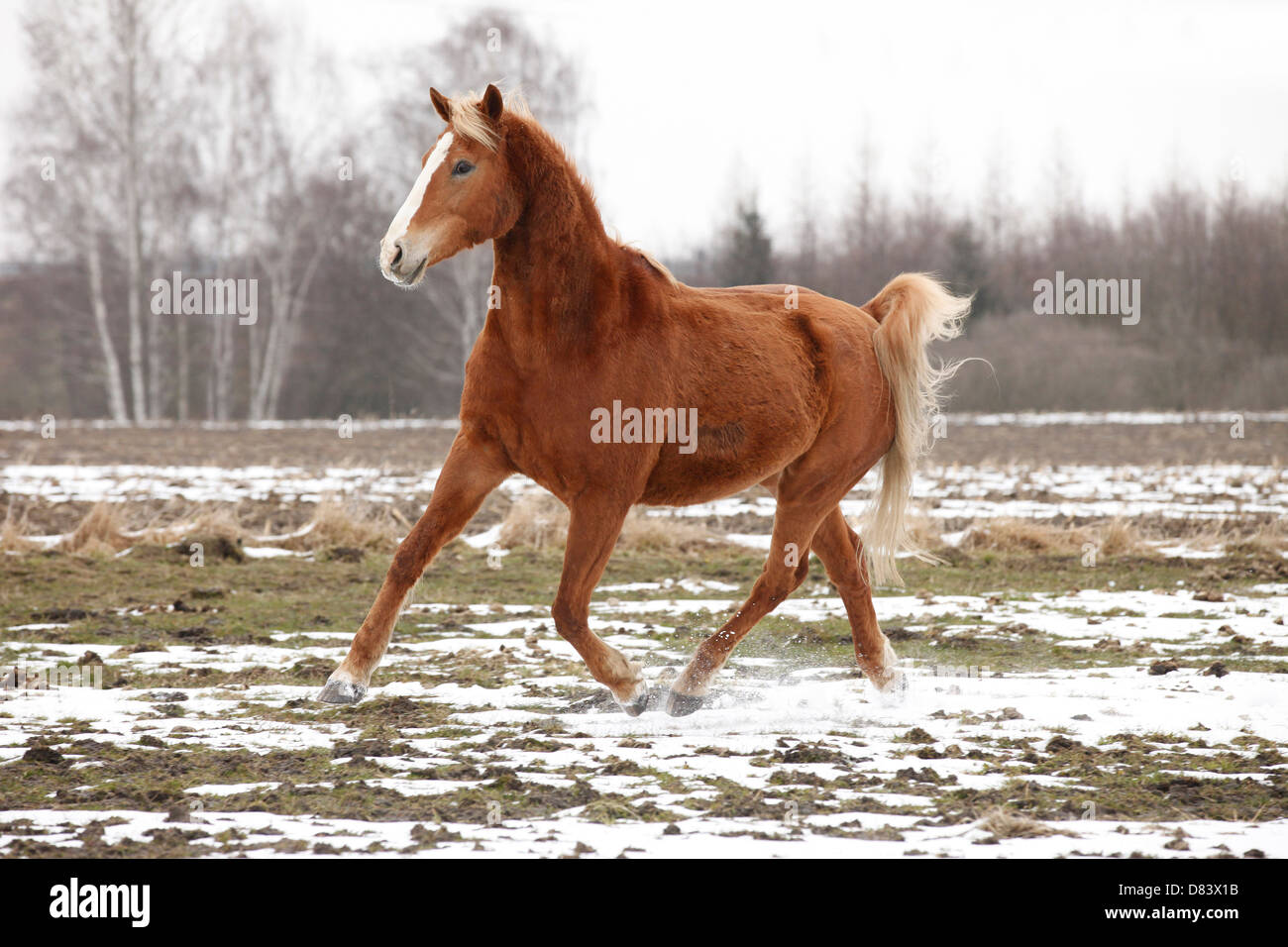 Trotting Akhal-Teke Banque D'Images