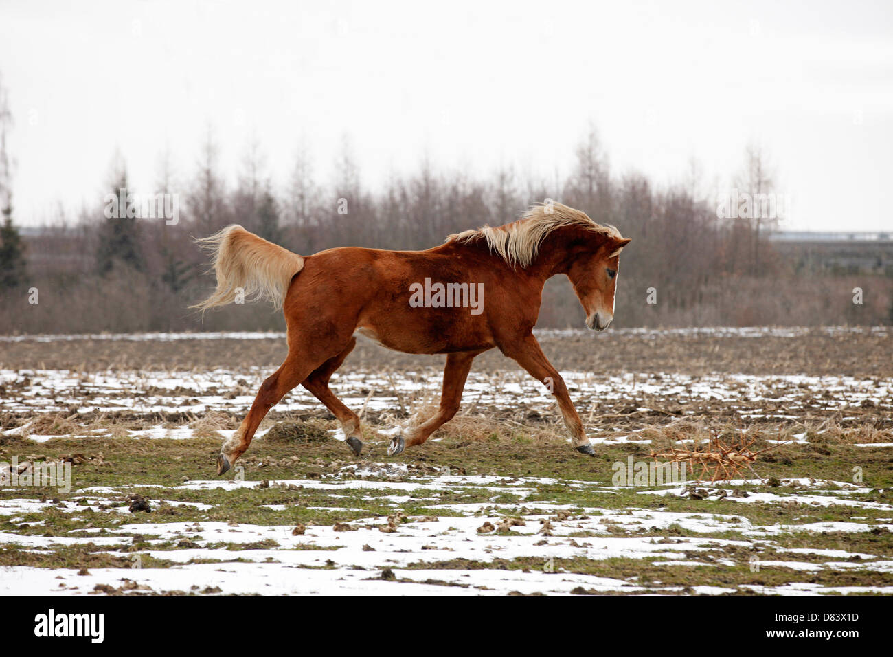 Trotting Akhal-Teke Banque D'Images