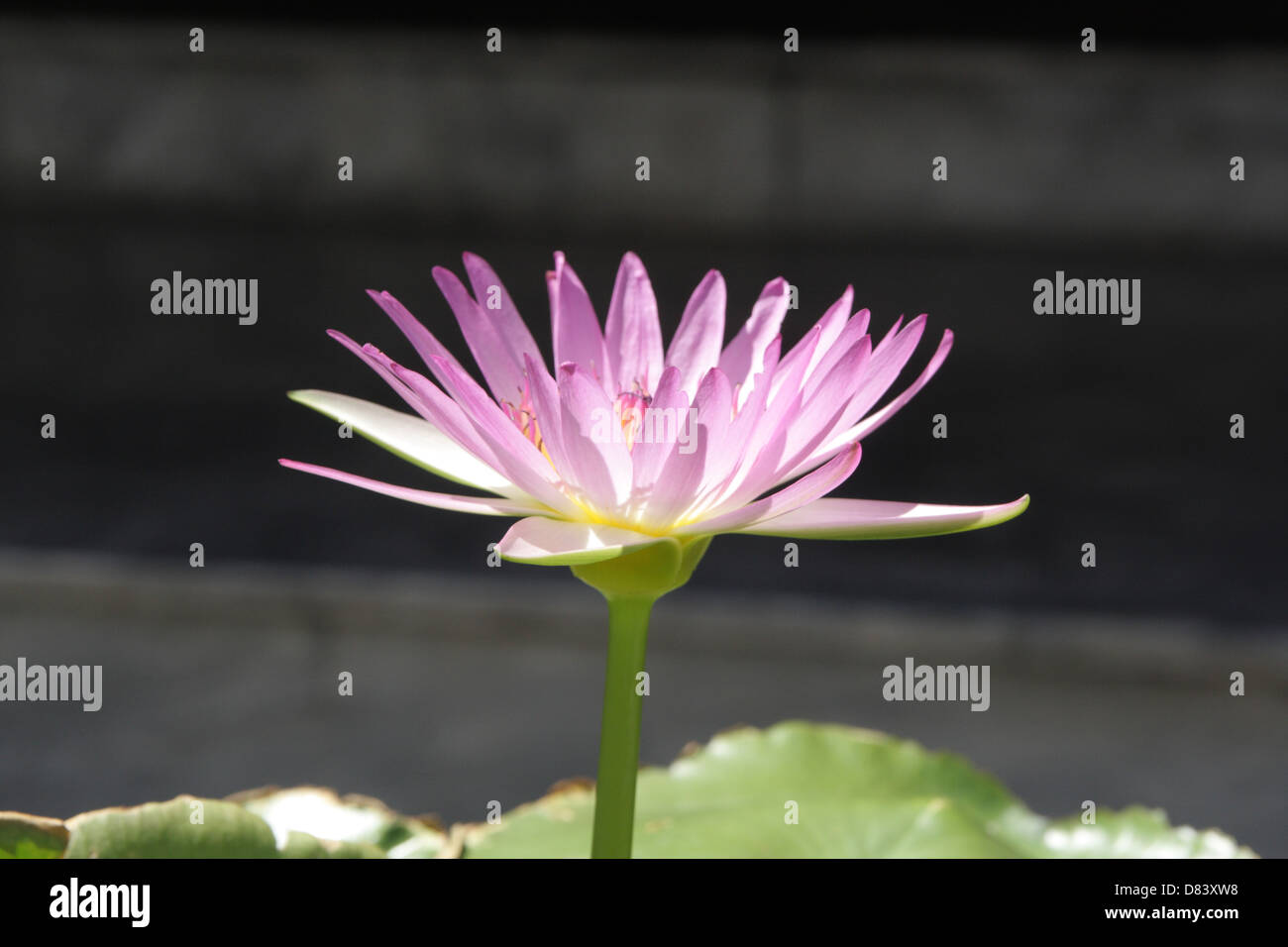 Fleur de lotus Banque D'Images