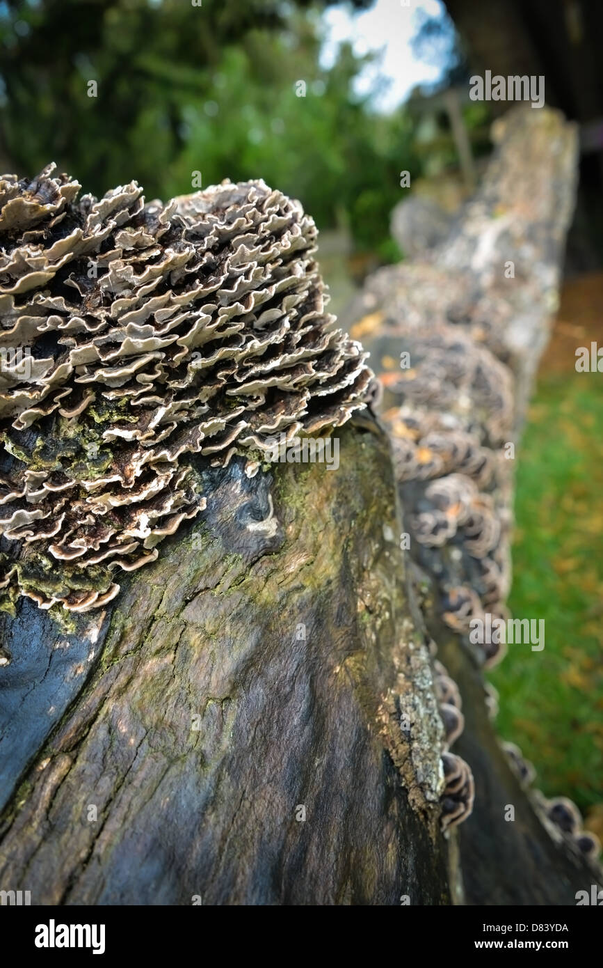 Un arbre tombé dans les champignons couverts branch Banque D'Images