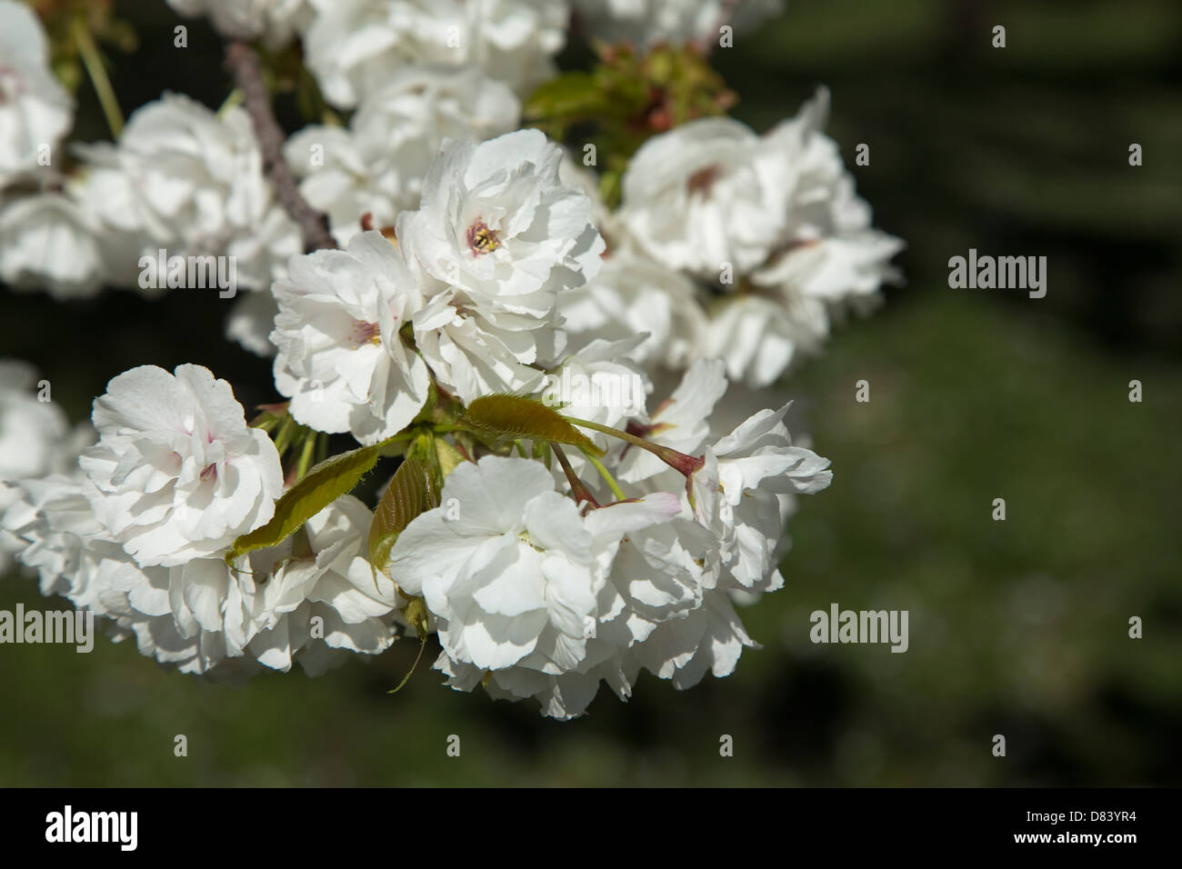 Bouquet de fleurs de cerisier en fleurs fleurs blanches sur la vigne Banque D'Images