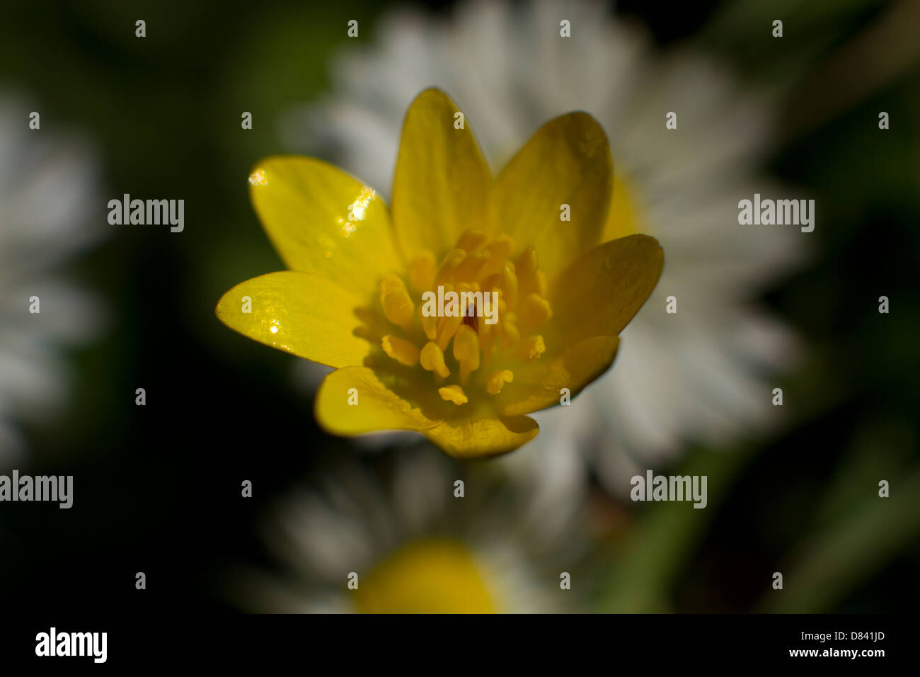 Bouton d’or Banque D'Images