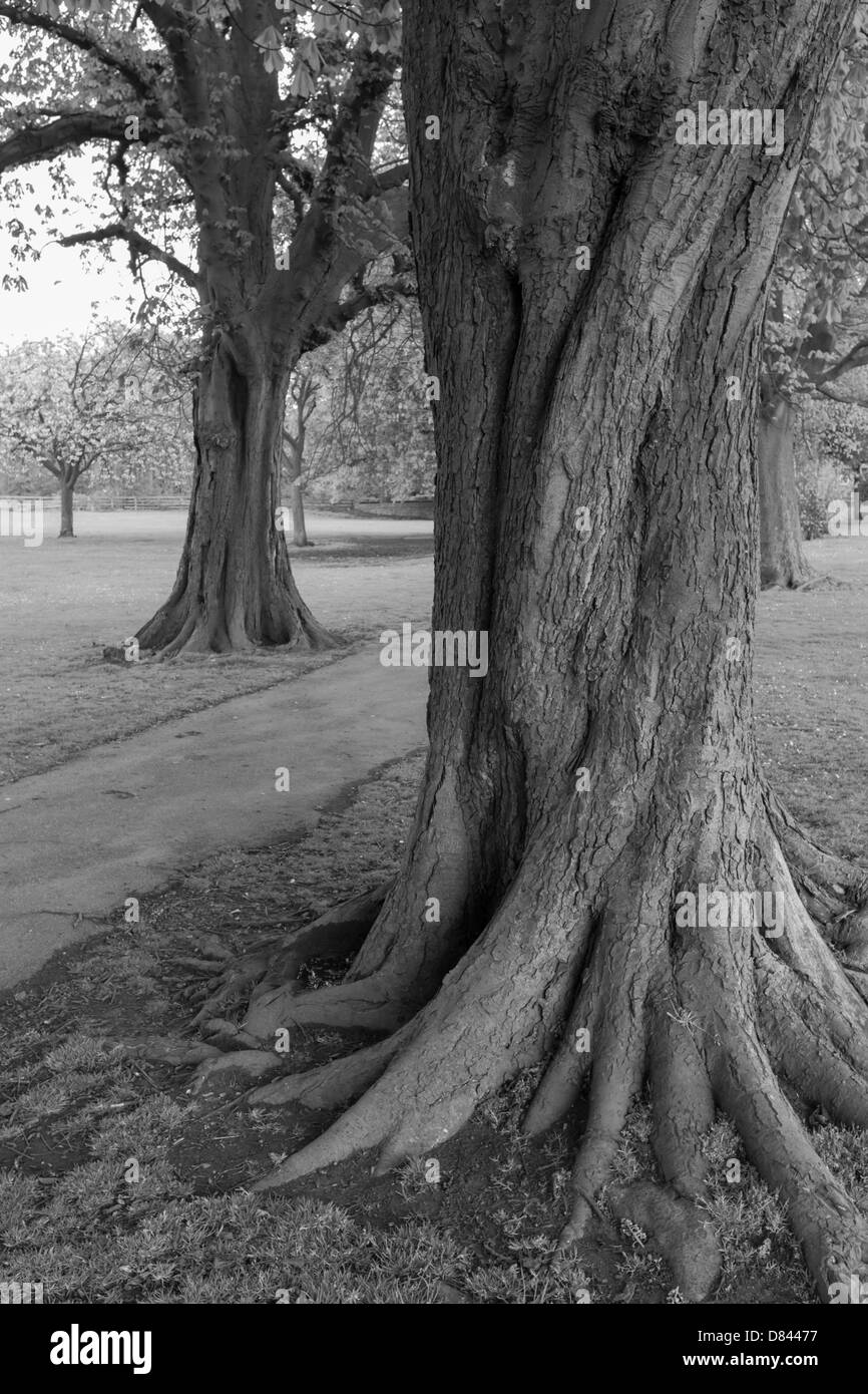 Les marronniers de détail Banque D'Images