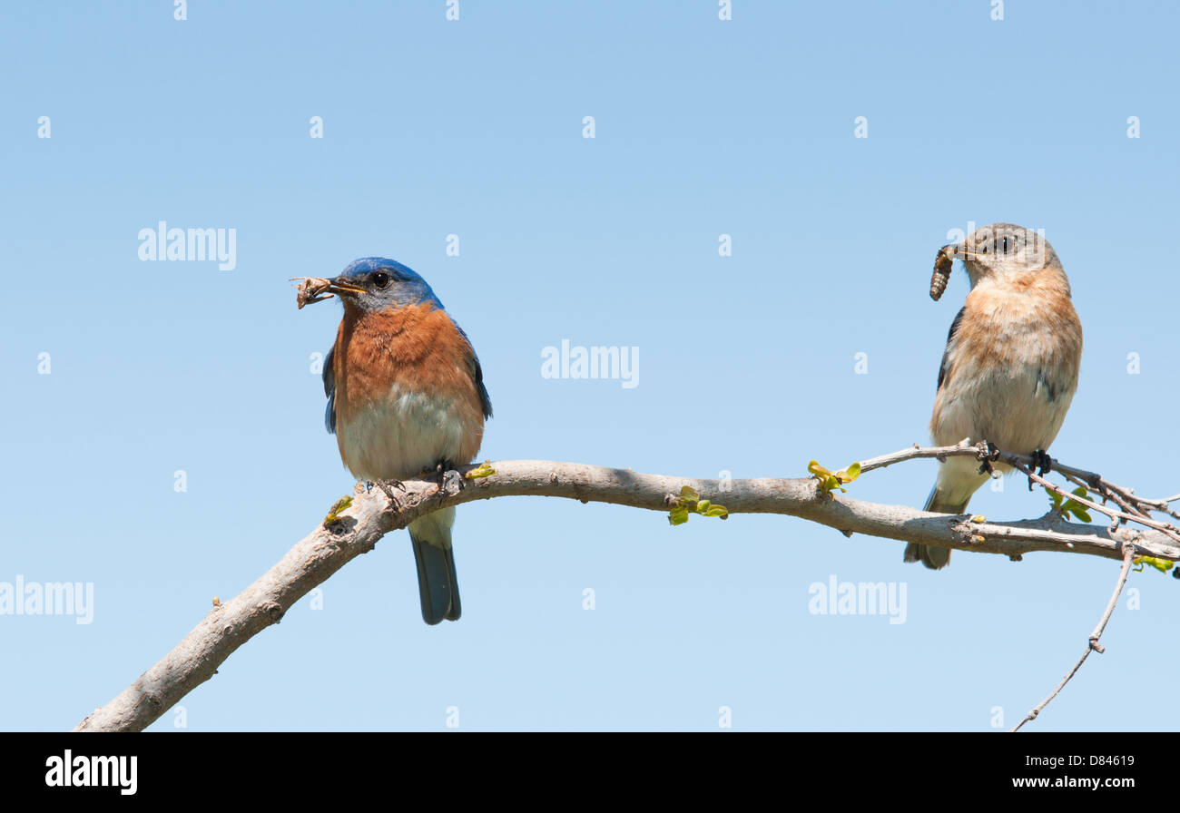 Maman et papa Merlebleu de l'Est avec les insectes dans leur bec pour nourrir leur nichée ; au début du printemps Banque D'Images