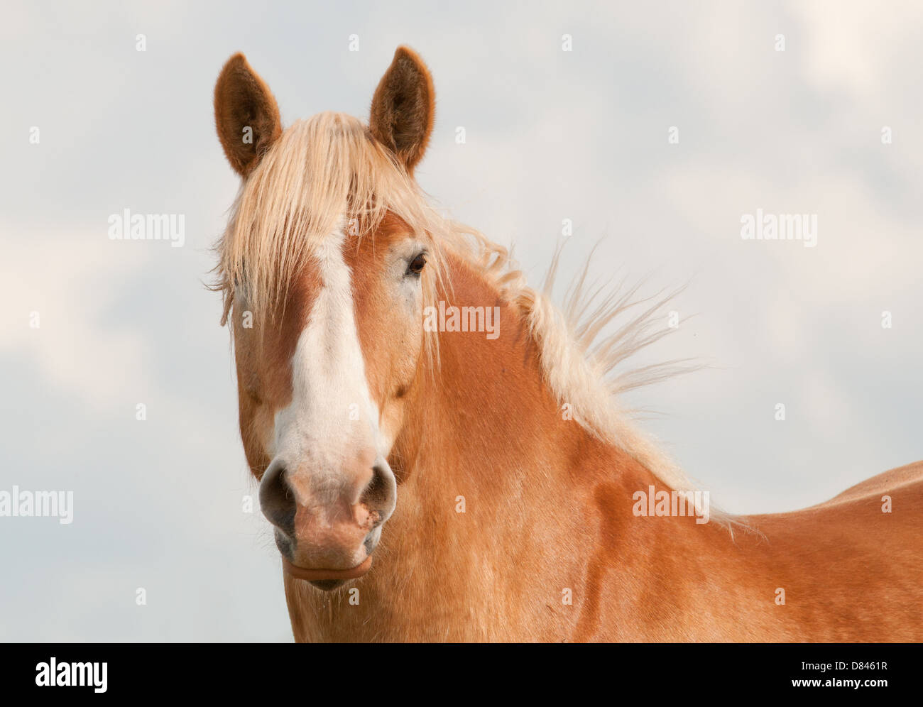Beau cheval de trait belge blonde en regardant le spectateur avec curiosité avec ses oreilles ; contre ciel nuageux Banque D'Images