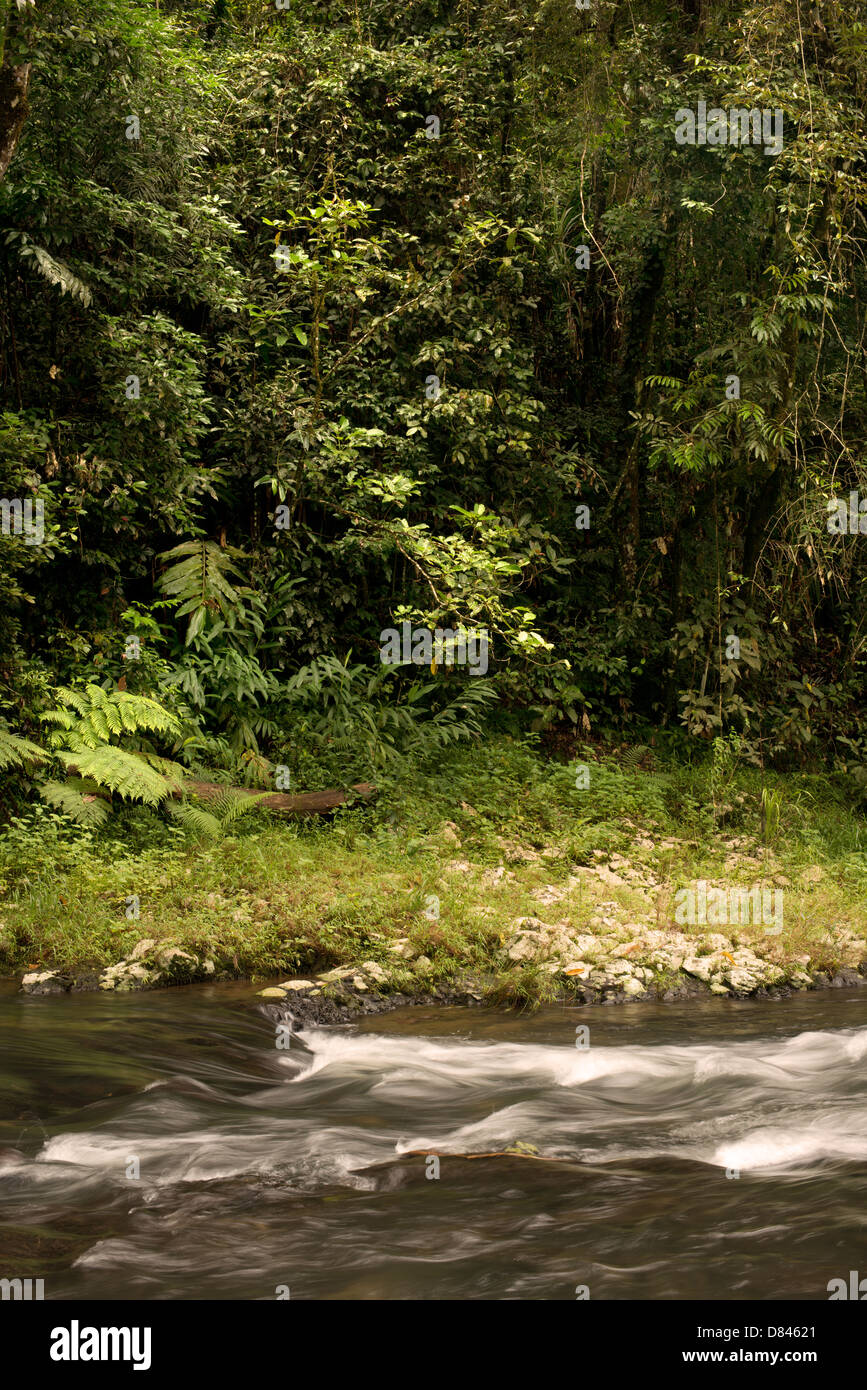 À Henrietta Creek, près de Innisfail, Far North Queensland, Australie Banque D'Images