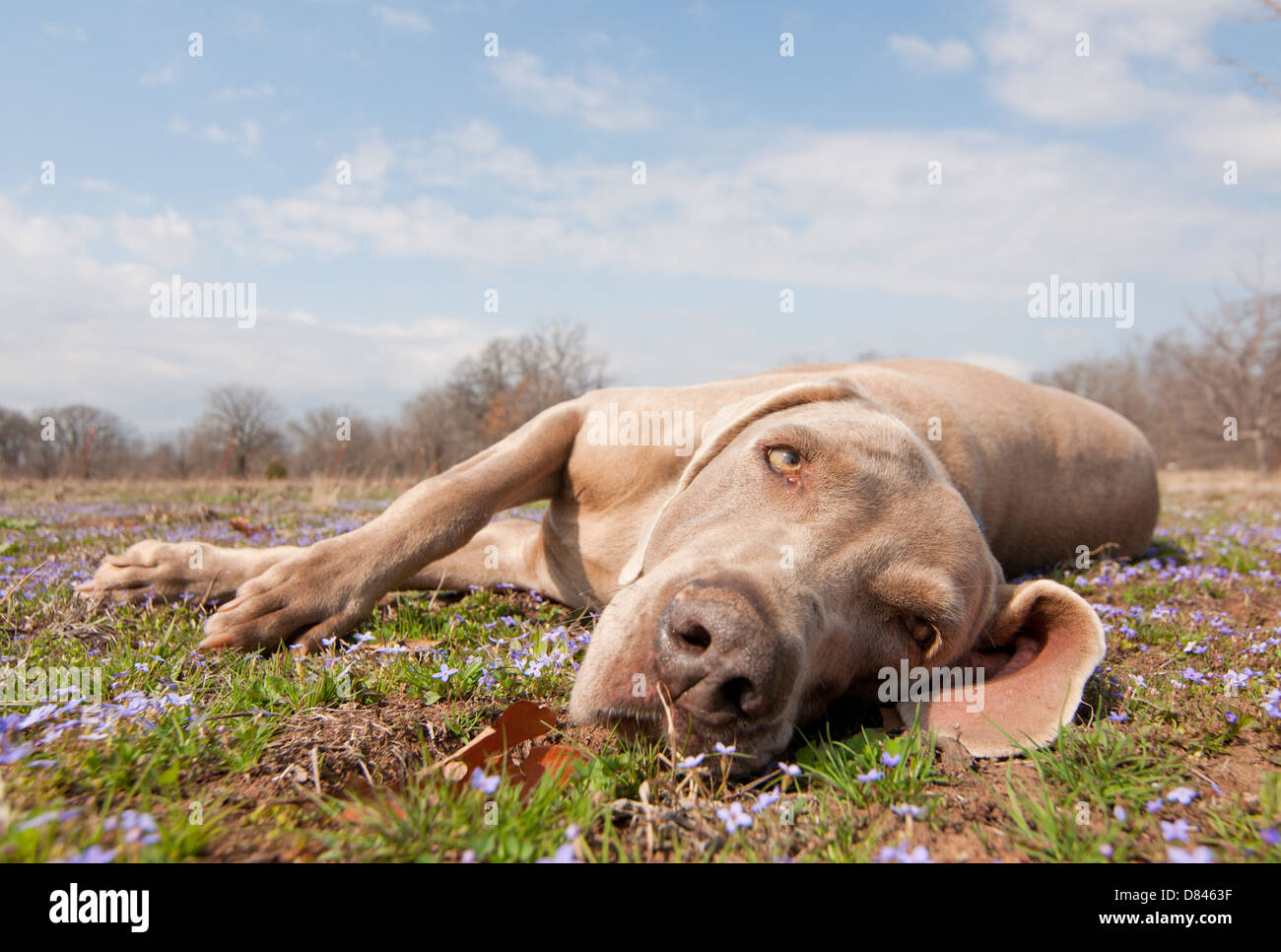 Image comique d'un chien d'arrêt être paresseux, couché dans l'herbe de printemps à la recherche au viewer Banque D'Images