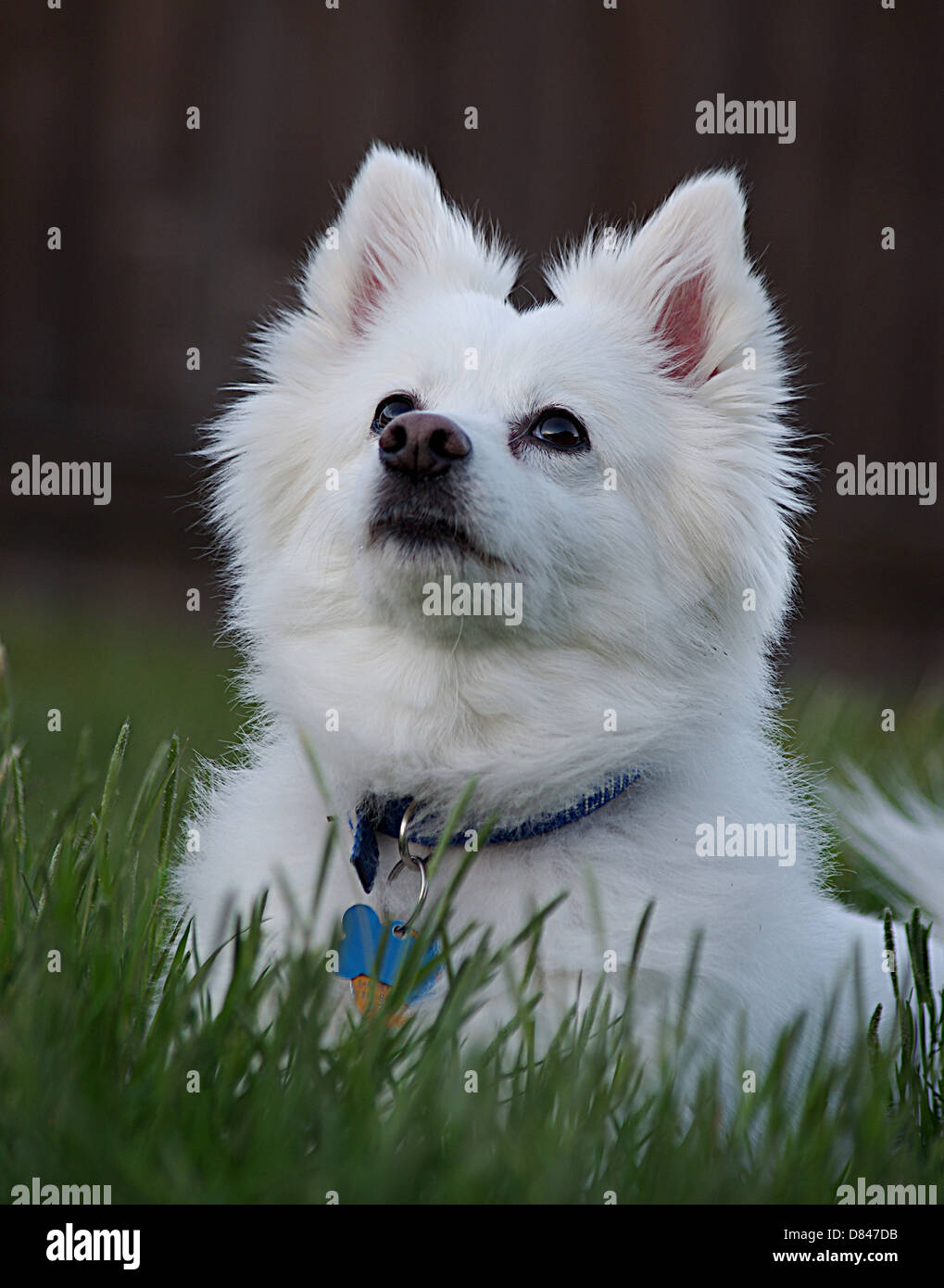 American eskimo dog looking up Banque D'Images