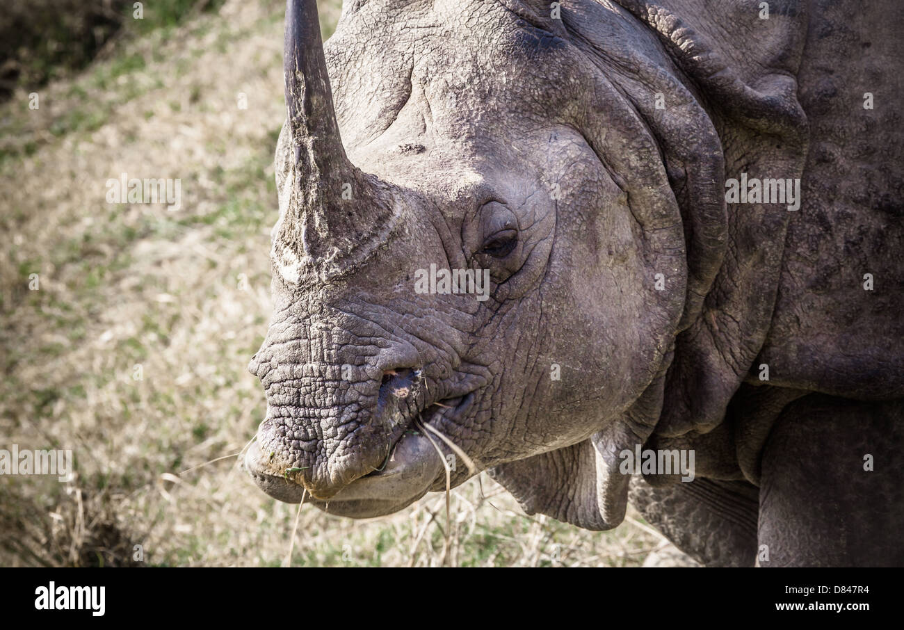 Un rhinocéros unicornes indiens au parc national Royal de Chitwan au Népal Banque D'Images