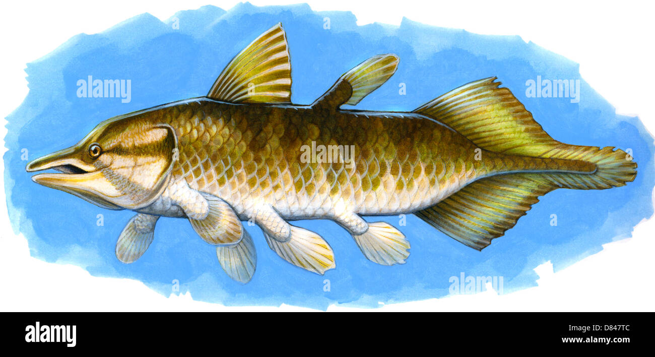 Chinlea, une espèce des crossoptérygiens poisson de la période du Trias. Chinlea avait lobé des nageoires et une queue fine. Banque D'Images