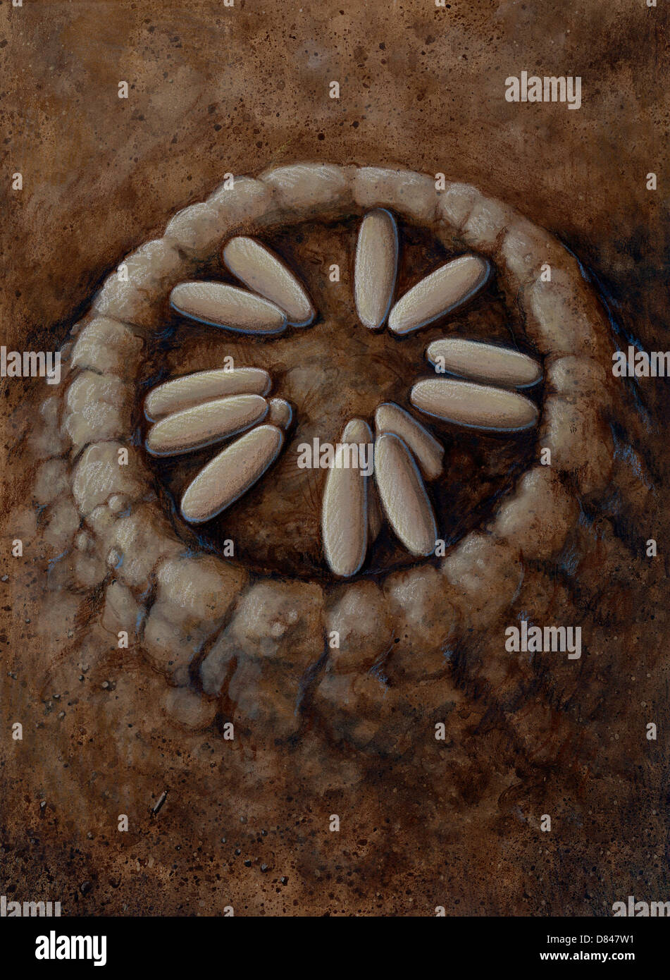 Un nid d'Oviraptor œufs de dinosaure. Oviraptor signifie voleur d'oeufs, et est un genre de dinosaure théropode de Mongolie petit. Banque D'Images