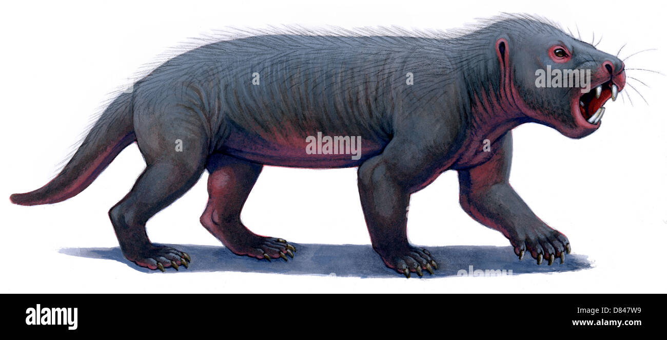 Kayentatherium, un mammifère-comme tritylodont du Kayenta Formation d'Arizona du Nord. Peinture acrylique. Banque D'Images
