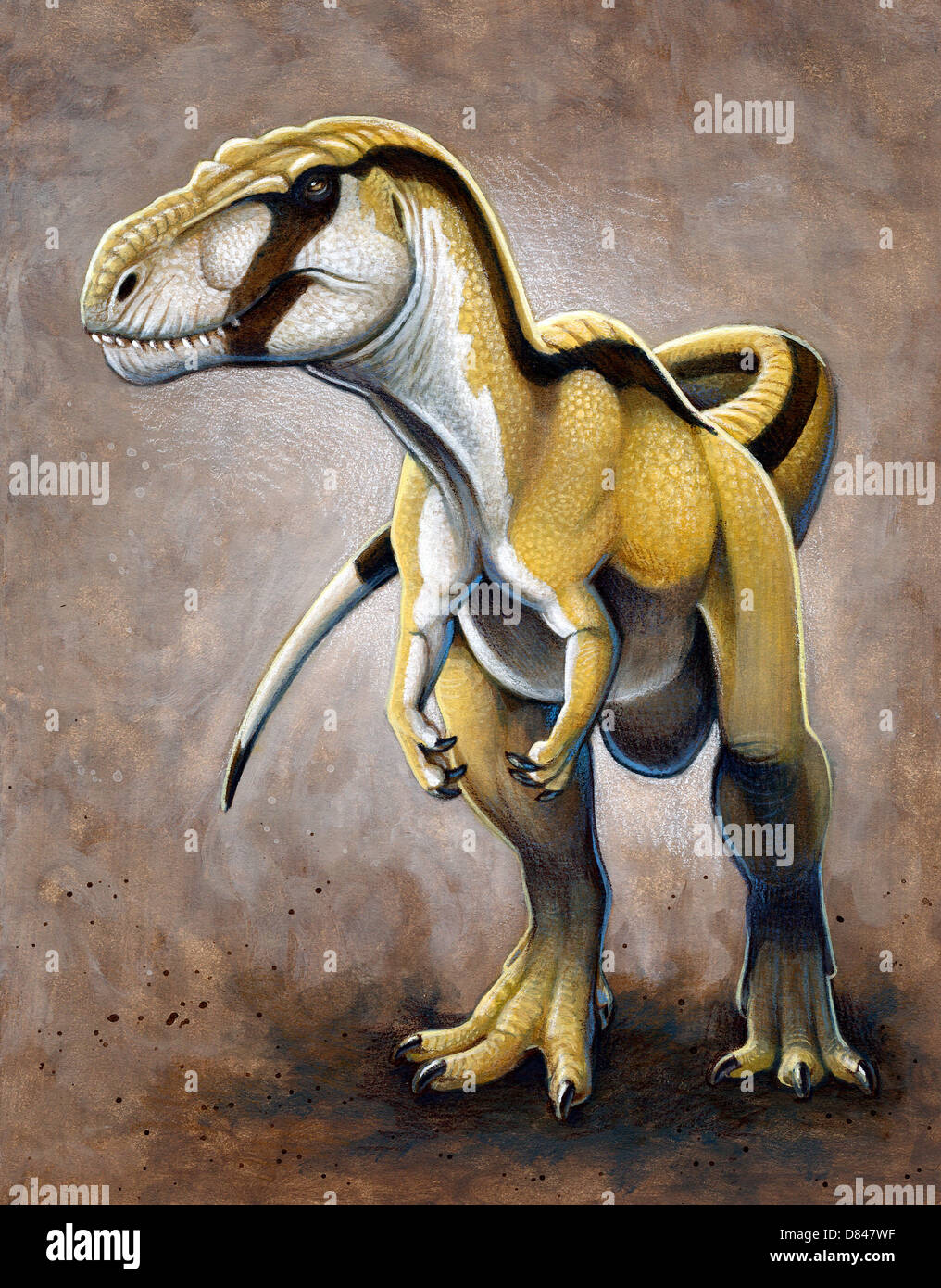 Megalosaurus, un grand dinosaure carnivore de la période jurassique. Banque D'Images