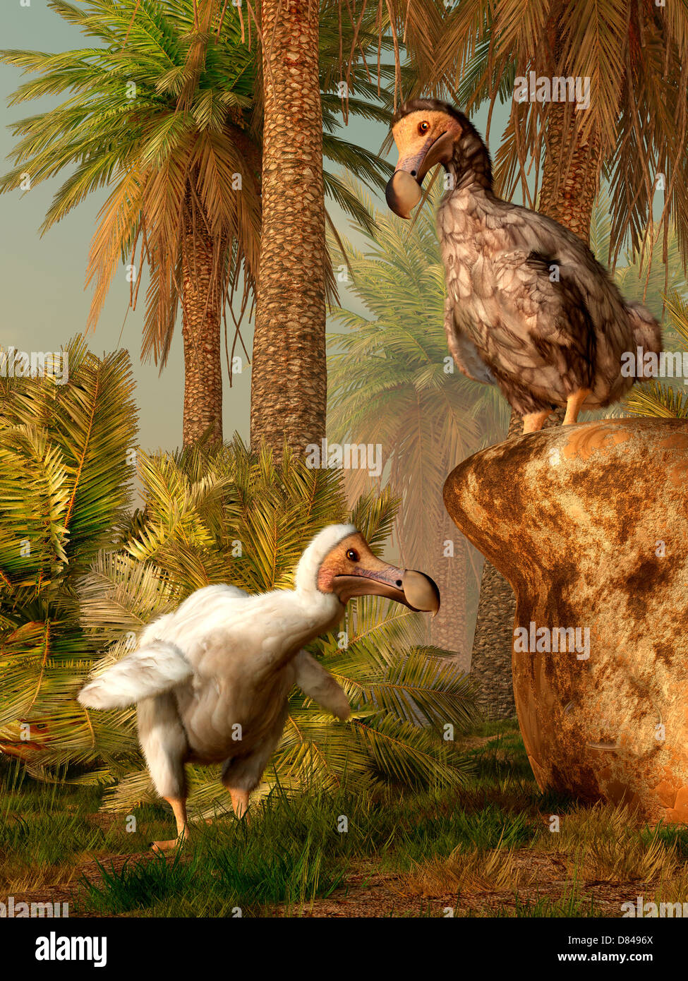 Une paire d'oiseaux Dodo jouer une partie de cache-cache. Banque D'Images
