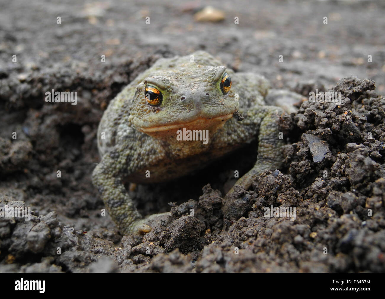 Crapaud commun crapaud Bufo bufo un de le jardinier s vrais amis mange les limaces insectes larves etc hiberne d'octobre à février menacée par l'utilisation de produits chimiques dans le jardin et maintenant vu moins souvent Banque D'Images