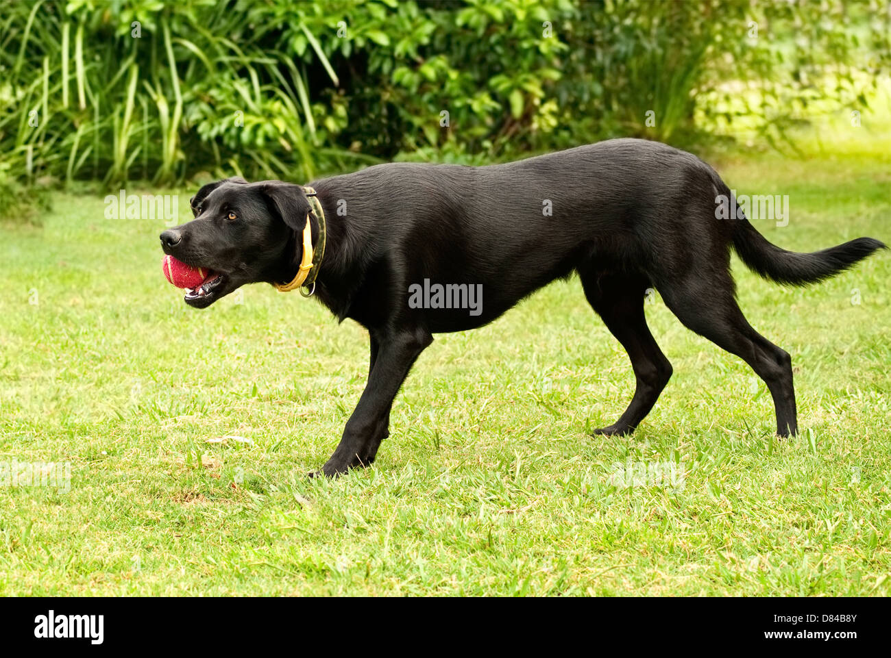Mâle noir pure race kelpie australien - une race de chien de travail Banque D'Images