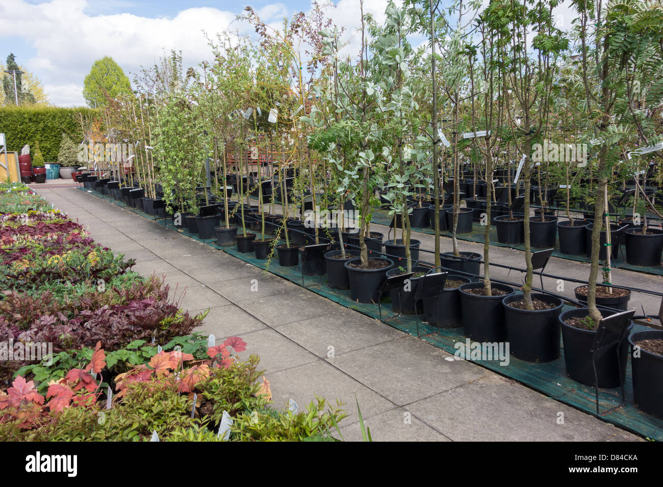 L'ANAH indépendant centre jardin pépinières connu localement pour les plantes et les arbres de haute qualité Banque D'Images