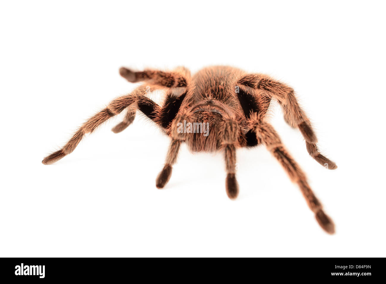 Rose chilien tarantula isolé sur fond blanc. Banque D'Images