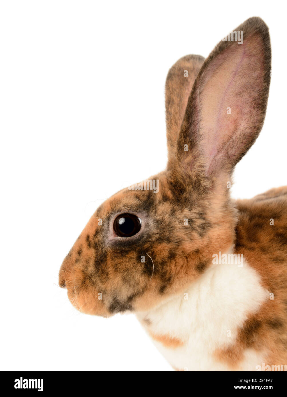 Mini lapin rex isolé sur fond blanc. Banque D'Images