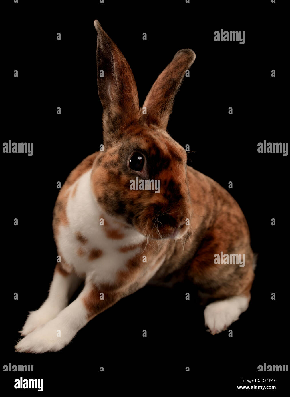 Mini lapin rex isolé sur fond noir. Banque D'Images