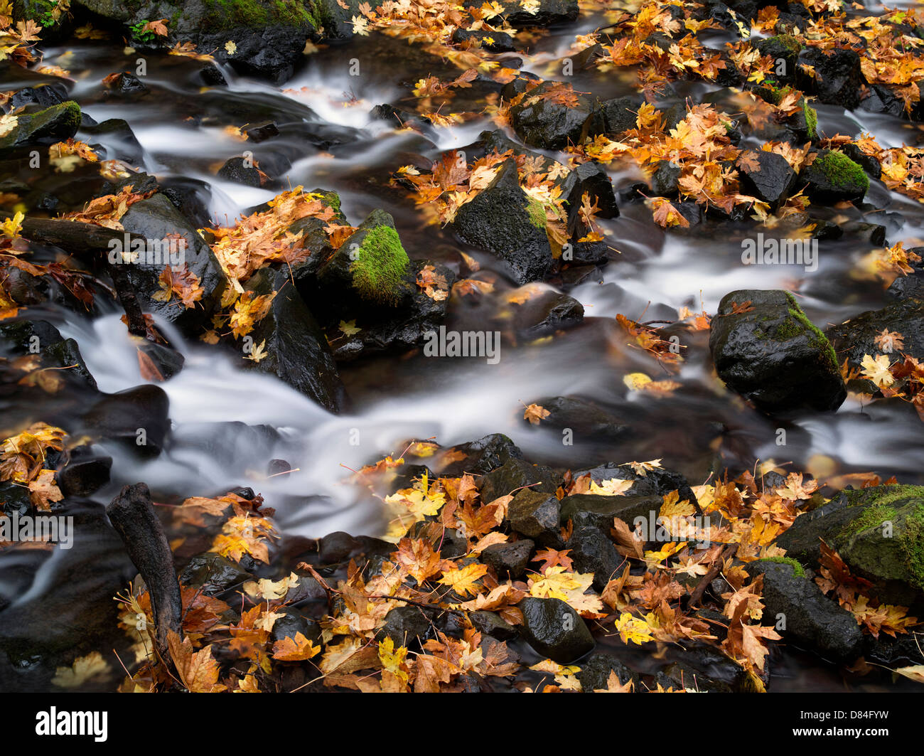 La famine Creek et à l'automne feuilles d'érable Feuilles couleur grand. Columbia River Gorge National Scenic Area, New York Banque D'Images