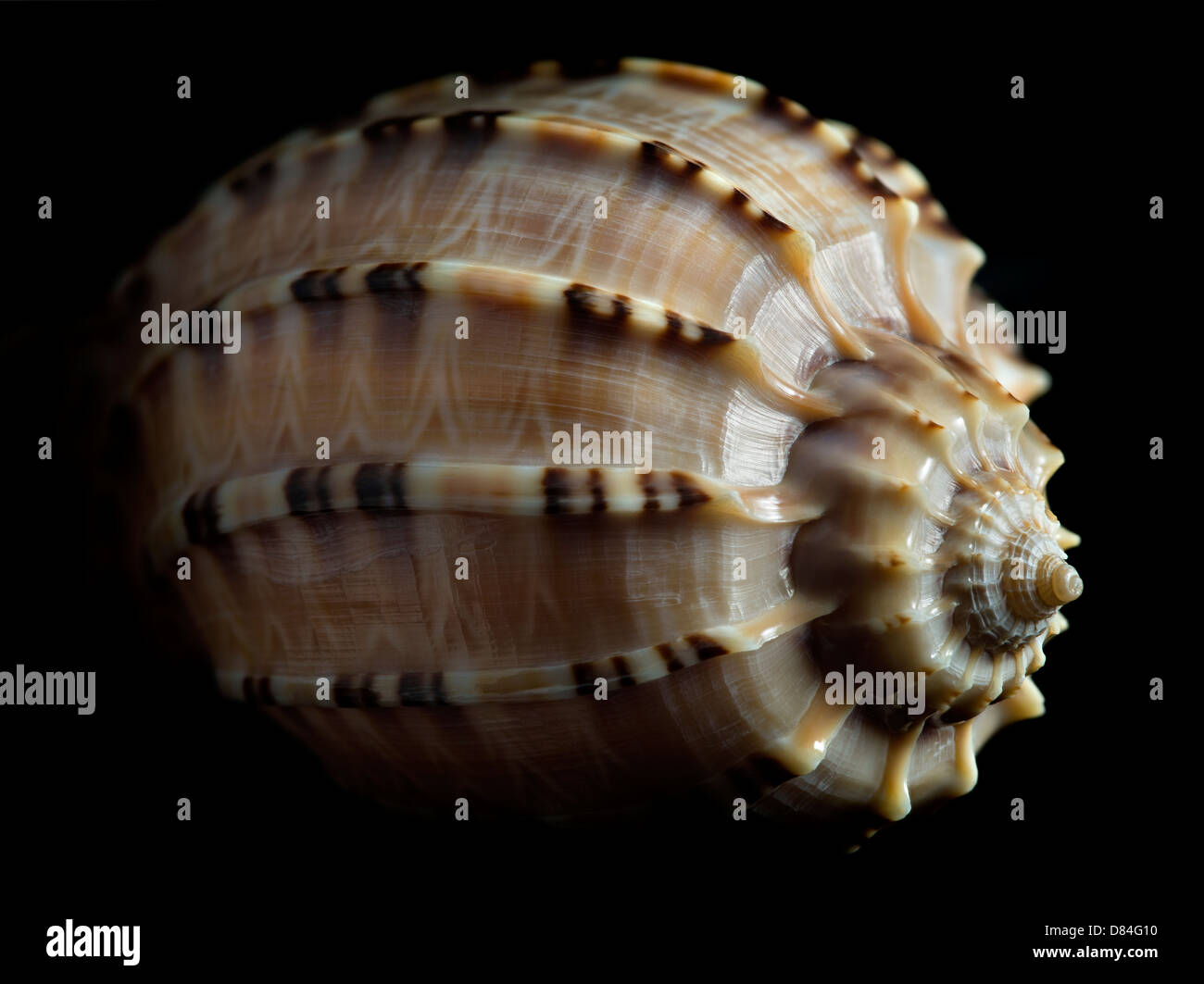 Close up of Harpa Major sea shell. Banque D'Images