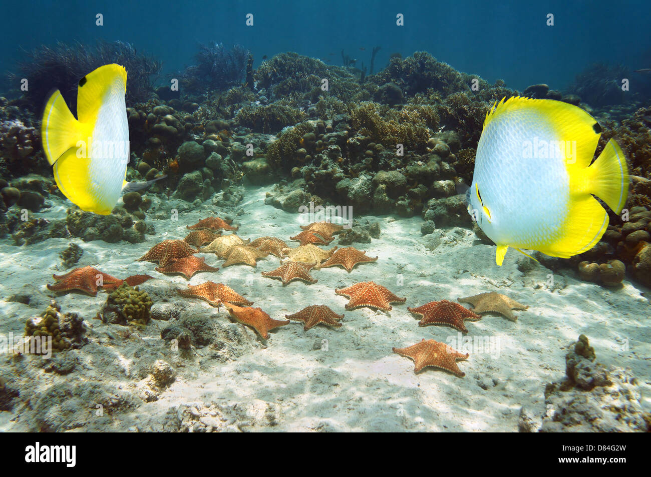 De nombreuses étoiles de mer coussin sur un récif de corail avec des poissons papillon, l'Atlantique, les îles Bahamas Banque D'Images