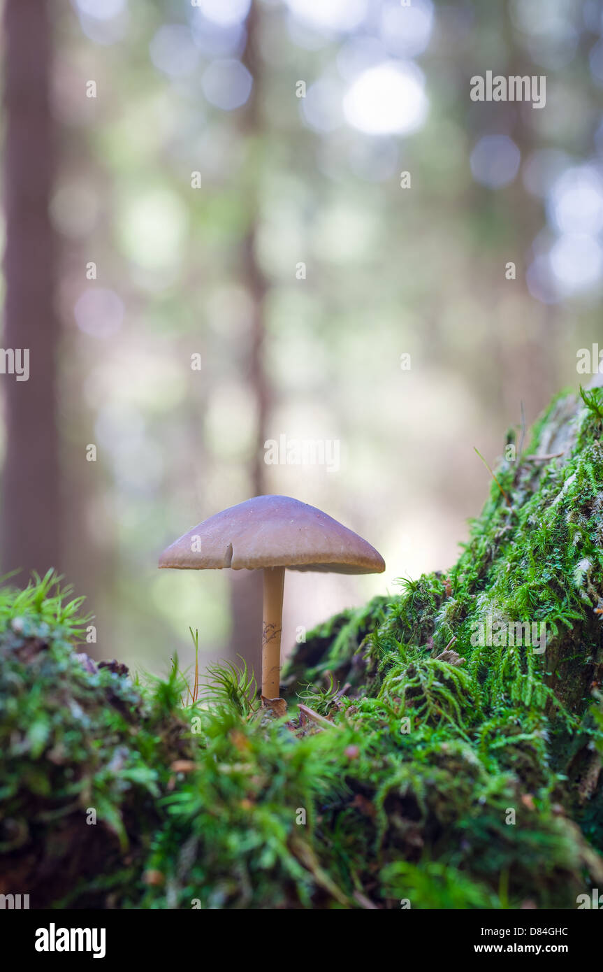 Strobilurus esculentus Banque D'Images