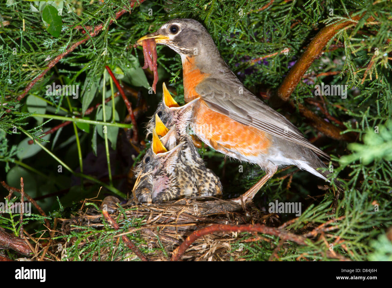 Femme merle d'Amérique (Turdus migratorius) nourrir les oisillons dans le nid (Géorgie, USA). Banque D'Images