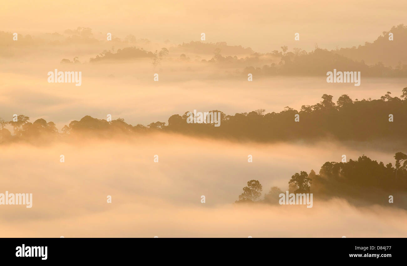 Rainforested nimbées de nuages collines dans le Danum Valley Sabah Bornéo à la première lumière Banque D'Images