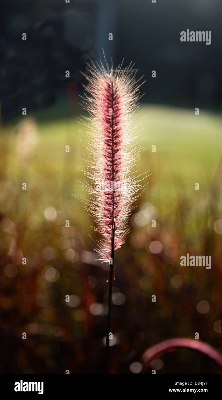 Fleur simple chef d'Herbe Pennisetum alopecuroides Fontaine peut-être dans un jardin tropical Banque D'Images